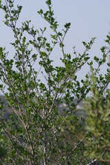 Afrocanthium mundianum