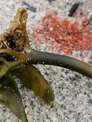 Laminaria hyperborea