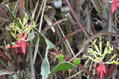 Billbergia amoena