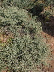 Zygophyllum turbinatum