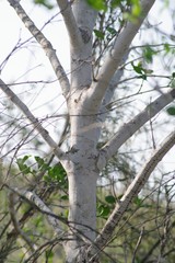 Afrocanthium mundianum