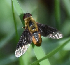 Chrysanthrax cypris