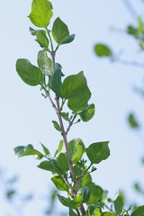 Afrocanthium mundianum