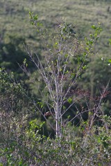 Afrocanthium mundianum