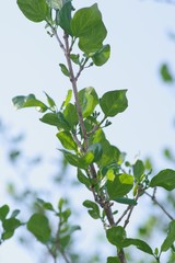 Afrocanthium mundianum