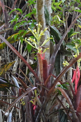 Billbergia amoena