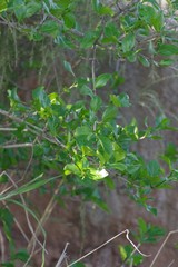 Afrocanthium mundianum