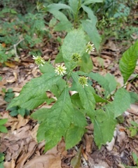 Verbesina walteri