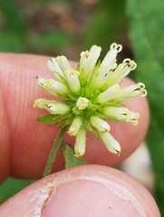 Verbesina walteri
