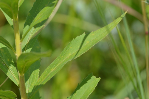 Didžioji rykštenė nuotrauka