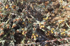 Helichrysum asperum