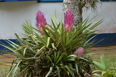 Portea petropolitana