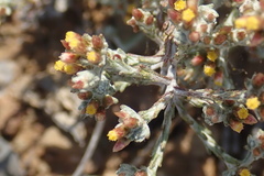 Helichrysum asperum
