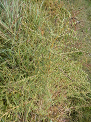 Suaeda maritima