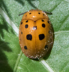 Chelymorpha phytophagica