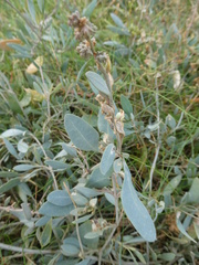 Atriplex portulacoides
