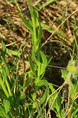 Dimorphotheca spectabilis