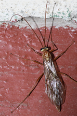 Ophion obscuratus