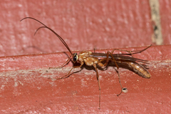 Ophion obscuratus