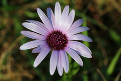 Dimorphotheca spectabilis