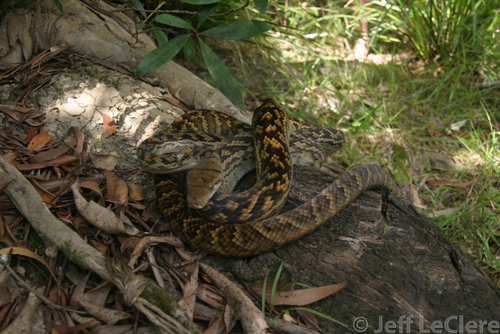 Australian Scrub Python sighting