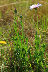 Dimorphotheca spectabilis