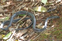 Stegonotus australis