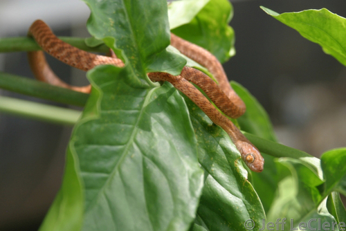 Brown Tree Snake sighting