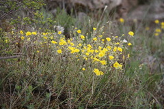 Helianthemum oelandicum orientale