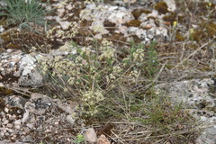 Trinia glauca
