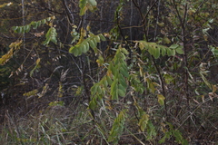 Robinia pseudoacacia