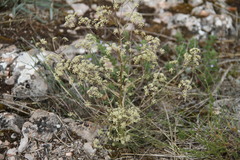 Trinia glauca