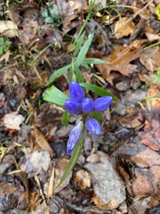 Gentiana linearis