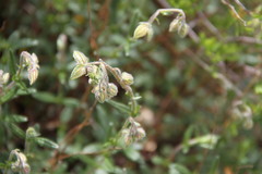Helianthemum oelandicum orientale