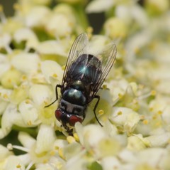 Chrysomya chloropyga