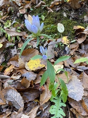 Gentiana linearis