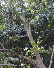 Castanospermum australe