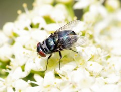 Chrysomya chloropyga