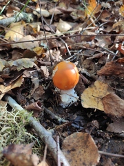 Amanita muscaria aureola