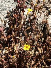 Erythranthe geniculata