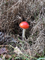 Amanita muscaria aureola