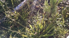 Dichanthelium xanthophysum