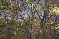 Robinia pseudoacacia