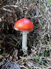 Amanita muscaria aureola