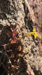 Erythranthe geniculata