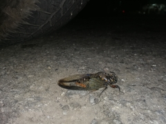 Cryptotympana aquila