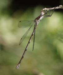 Lestes sigma