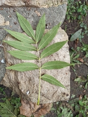 Fraxinus excelsior