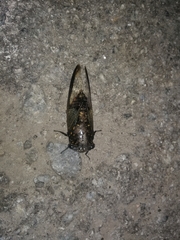 Cryptotympana aquila