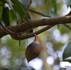 Castanospermum australe